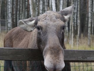 Добро пожаловать на Лосиную Биостанцию!…Фото: Мария Кравчук / «Научная Россия»