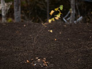 Царство мрамора. Ученые КарНЦ РАН ─ о единственном в России парке горного дела «Рускеала». Фото: Николай Мохначев / «Научная Россия»