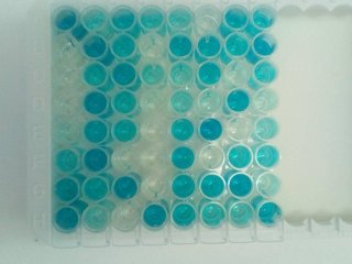 Планшет с результатами анализа титра антител к S-белку SARS-CoV-2. Источник Анна Тимофеева