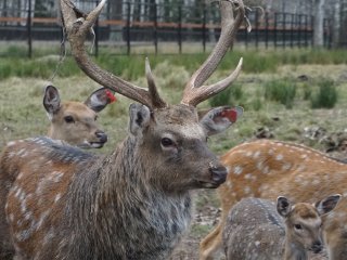 Добро пожаловать на Лосиную Биостанцию!…Фото: Мария Кравчук / «Научная Россия»