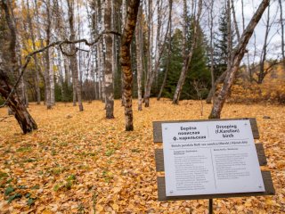 Карелия в миниатюре. Рассказываем об уникальном заповеднике «Кивач». Фото: Николай Мохначев / «Научная Россия»