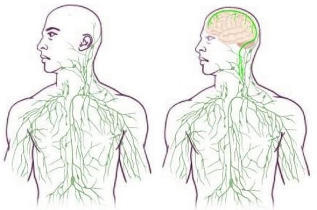 Мозг напрямую связан с иммунной системой
