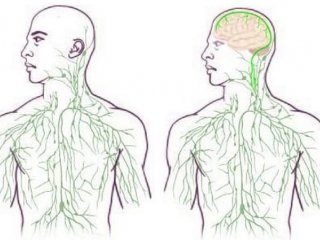 Мозг напрямую связан с иммунной системой