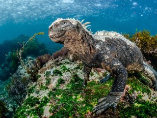 V Фестиваль подводной фотографии «Дикий подводный мир» в Дарвиновском музее