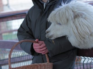 Альпачино и его команда…Фото: Мария Кравчук / «Научная Россия»