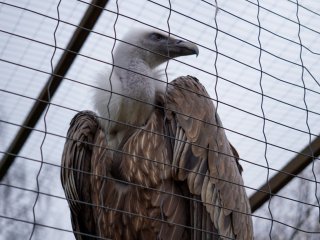 Парк птиц «Воробьи». Прогулка с «Научной Россией»… Фото: Анастасия Ибрагимова / Научная Россия