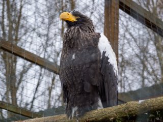 Парк птиц «Воробьи». Прогулка с «Научной Россией»… Фото: Анастасия Ибрагимова / Научная Россия