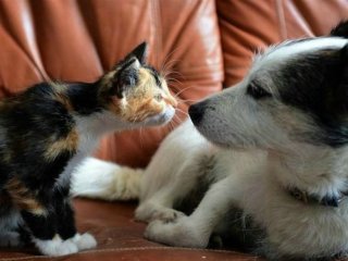 Кошки ничуть не глупее собак