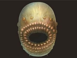 Вот каков был древнейший общий предок людей и других вторичноротых
