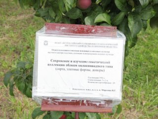 Международный форум "Дни сада в Бирюлево". Уникальные сорта садовых культур