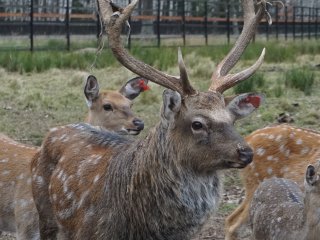 Добро пожаловать на Лосиную Биостанцию!…Фото: Мария Кравчук / «Научная Россия»