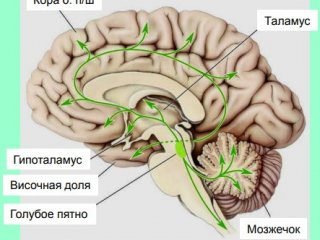 Основные нейромедиаторы. Часть 2.…