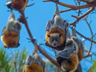 Летучие мыши. Фото: René Riegal / Unsplash