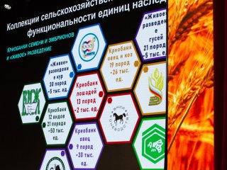 Сельскохозяйственный форум в рамках выставки «Золотая осень — 2024» собрал сотни ученых и экспертов. Фото: Ольга Мерзлякова / Научная Россия