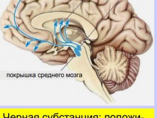 Основные нейромедиаторы. Часть 2.…