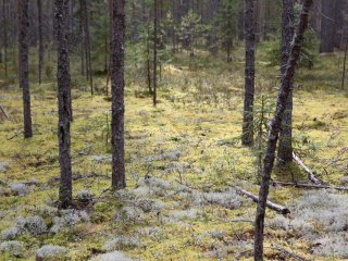 Студенческий тур «Научной России» в КарНЦ РАН. Фото: Ольга Мерзлякова / «Научная Россия»