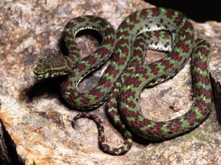 Взрослый самец Trimeresurus ciliaris в естественной среде обитания. Источник Николай Поярков