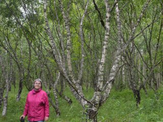 Главный научный сотрудник Института леса КарНЦ РАН Лидия Ветчинникова изучает карельскую березу уже пятьдесят лет. Фото из архива Л.В. Ветчинниковой