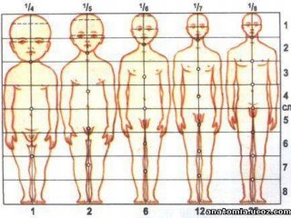 Основной план тела человека