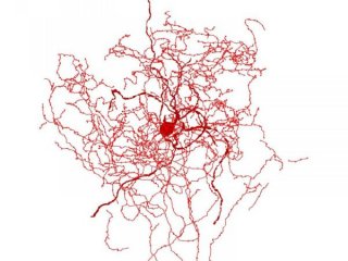 Ученые обнаружили новые клетки человеческого мозга