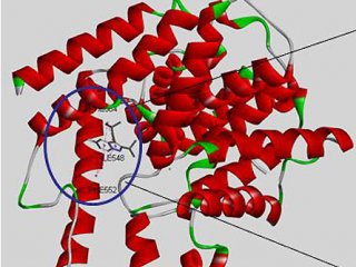 Эффективное лекарство от астмы и амиотрофических склерозов разрабатывают в СО РАН