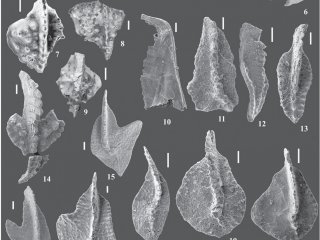 В ИНГГ СО РАН изучают конодонты девона и карбона Чарской складчатой зоны Восточного Казахстана
