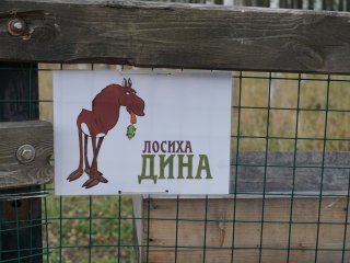 Добро пожаловать на Лосиную Биостанцию!…Фото: Мария Кравчук / «Научная Россия»