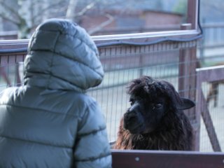 Альпачино и его команда…Фото: Мария Кравчук / «Научная Россия»