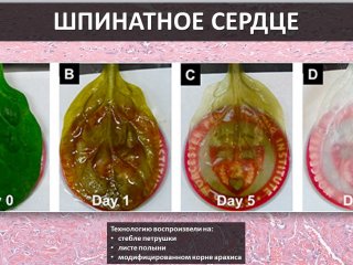 Каким будет врач будущего?…