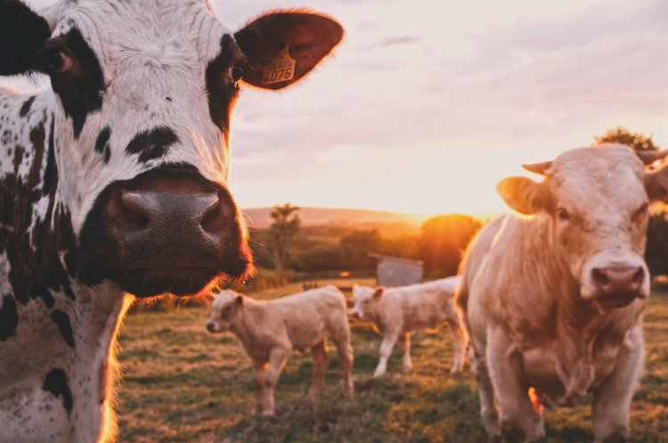 Коровы. Автор фото: Stijn te Strake / Unsplash