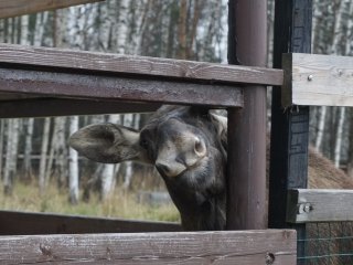 Добро пожаловать на Лосиную Биостанцию!…Фото: Мария Кравчук / «Научная Россия»