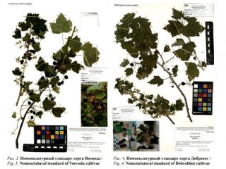 Номенклатурные стандарты сортов черной смородины селекции свердловской селекционной станции садоводства. Часть I. Багмет Л.В., Чеботок Е.М., Шлявас А.В. Аграрная наука Евро-Северо-Востока. 2021. Т. 22. № 6. С. 873-886.