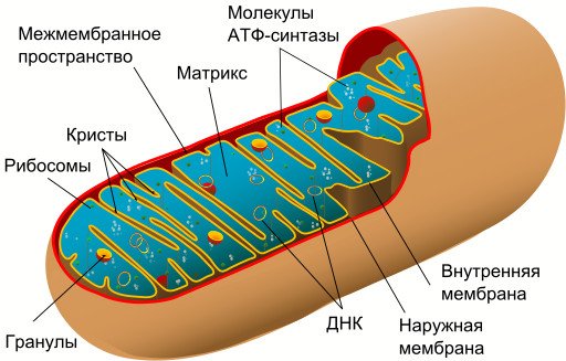 Митохондрии: путь от паразита до благодетеля