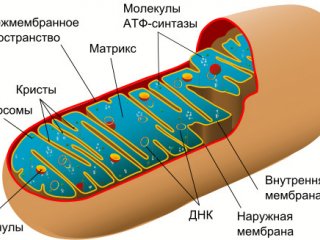 Митохондрии: путь от паразита до благодетеля