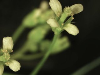 У таких растений, как Arabidopsis, которые можно увидеть здесь, есть два варианта обеспечения точного деления хромосом — молекула под названием DDM1 и процесс, известный как RNAi. Фото: Martienssen lab/Cold Spring Harbor Laboratory