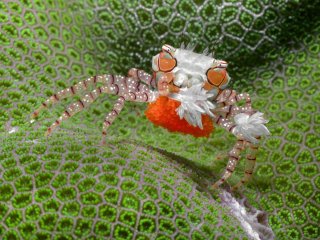 Этот краб в каждой клешне носит две анемоны, отчего его называют boxer crab