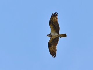 На Камчатке стартовал масштабный мониторинг краснокнижных рыбоядных птиц. Фото: Евгений Есин / КамГУ им. Витуса Беринга