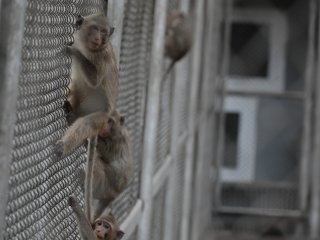 Ученые РАН впервые в мире провели перфузию головного мозга химиопрепаратами…