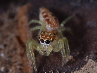 Ногохвостка семейства Neanuridae. Автор фото - Ф.С. Бызов