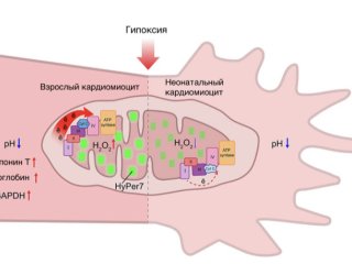 Разная чувствительностью к условиям гипоксии у неонатальных и зрелых кардиомиоцитов  Источник Юлия Храмова, биологический факультет МГУ