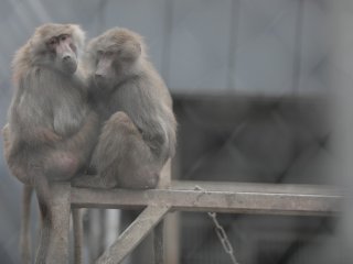 Ученые РАН впервые в мире провели перфузию головного мозга химиопрепаратами…