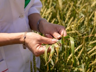 НИИСХ Крыма: Ведём прямой диалог с растениями. Фото: Николай Мохначев / Научная Россия