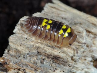 Двупарноногая многоножка отряда Siphonophorida. Автор фото - Ф.С. Бызов