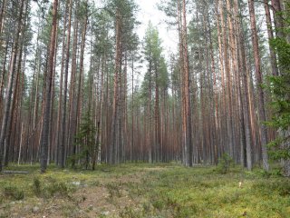 Студенческий тур «Научной России» в КарНЦ РАН. Фото: Ольга Мерзлякова / «Научная Россия»