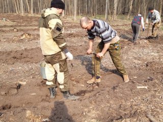 Посадка дубовых культур желудями в Теллермановском опытном лесничестве в Воронежской области, 2020. Фото из личного архива А.Е. Ерофеева