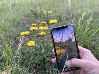 Приложение Flora Incognita позволяет легко идентифицировать растения с помощью смартфона. Фото: Flora Incognita