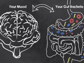 Трансплантация кишечных бактерий влияет на депрессивное поведение животных
