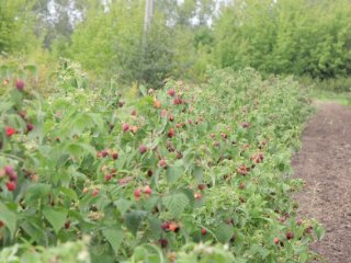 Международный форум "Дни сада в Бирюлево". Уникальные сорта садовых культур