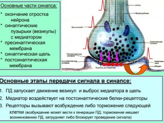 Основные нейромедиаторы. Часть 2.…