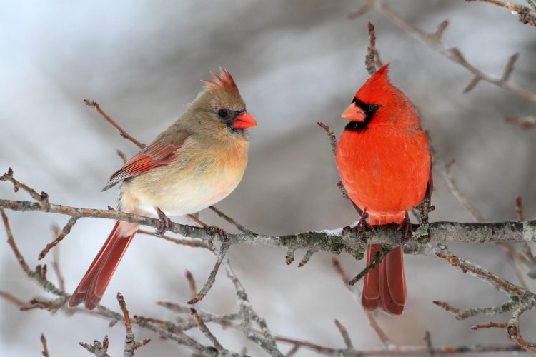 Pair of Northern Cardinal https://ru.123rf.com/profile_steve_byland?word=10894171